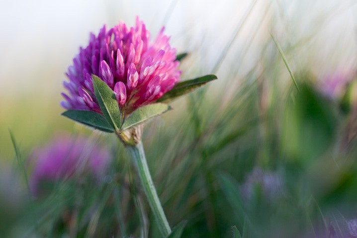 Distel Pflanzen